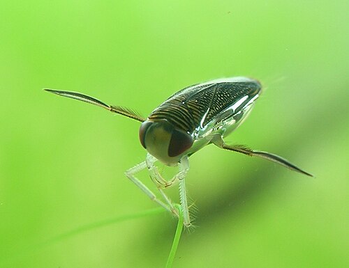 Water Boatman reference