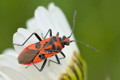 Cinnamon Bug reference