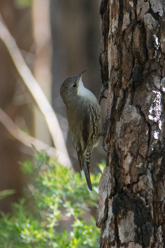 White-throated Treecreeper reference