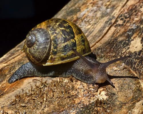 Garden Snail reference