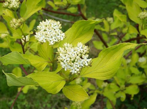 Siberian Dogwood reference