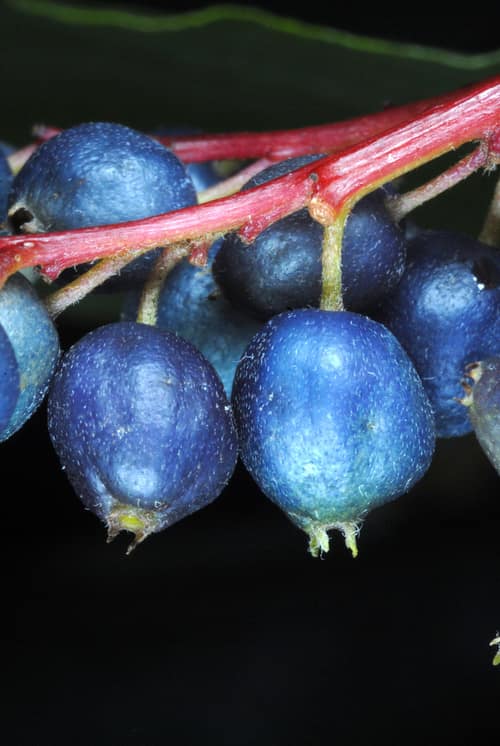 Silky Dogwood reference