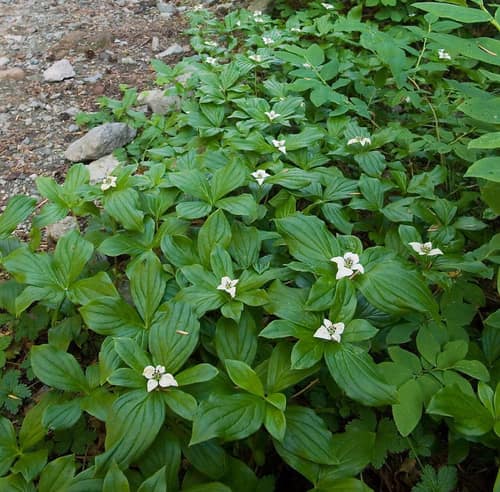 Bunchberry reference