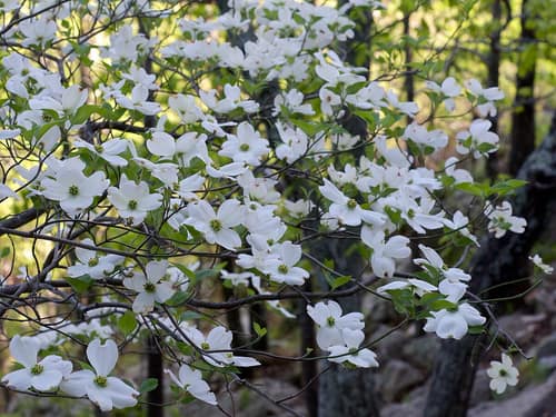 Flowering Dogwood reference