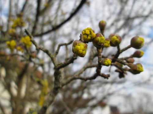 Cornelian Cherry reference