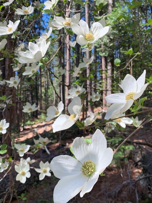 Pacific Dogwood reference