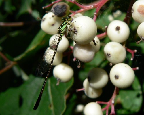 Gray Dogwood reference