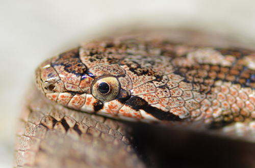 Southern Smooth Snake reference