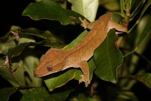 Crested Gecko reference