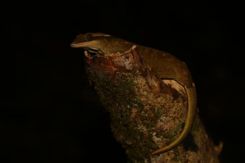 Sarasin's Giant Gecko reference