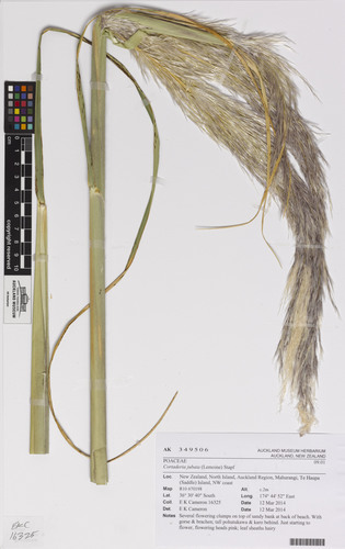 Jubata Grass reference