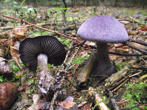 Violet Webcap reference