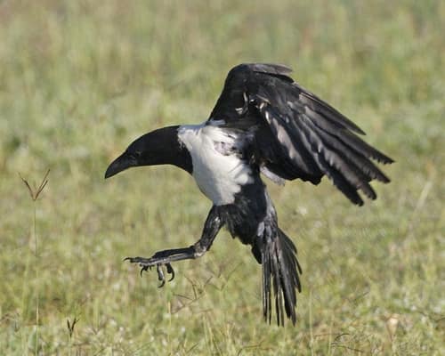 Pied Crow reference