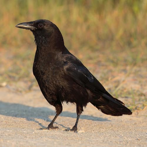 American Crow reference