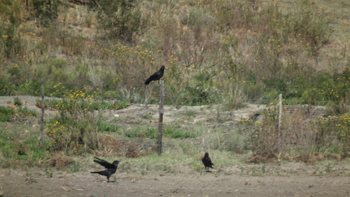 Cape Crow reference
