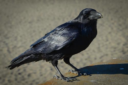 Common Raven reference
