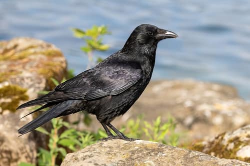 Carrion Crow reference