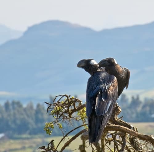 Thick-billed Raven reference