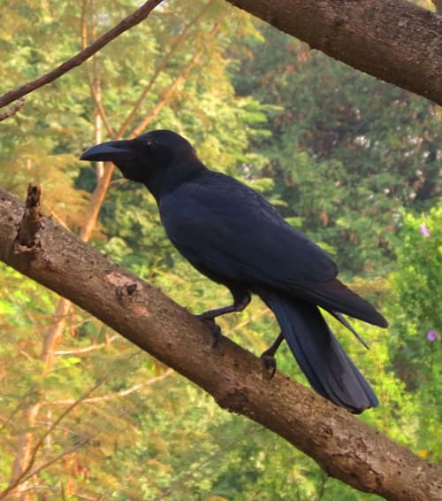 Large-billed Crow reference