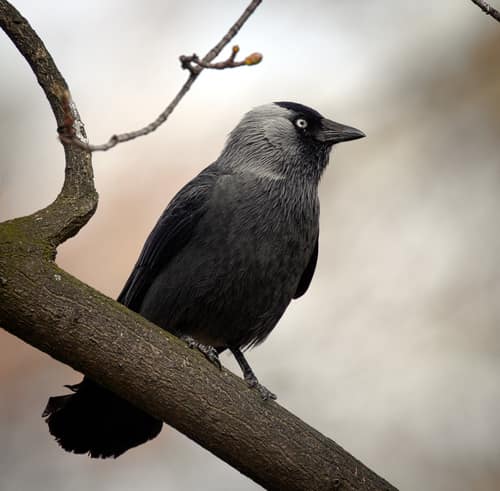 Eurasian Jackdaw reference