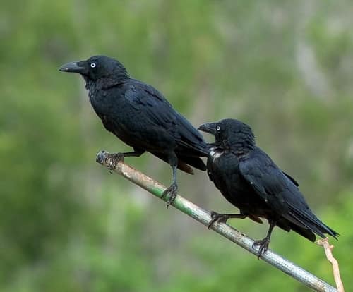 Torresian Crow reference