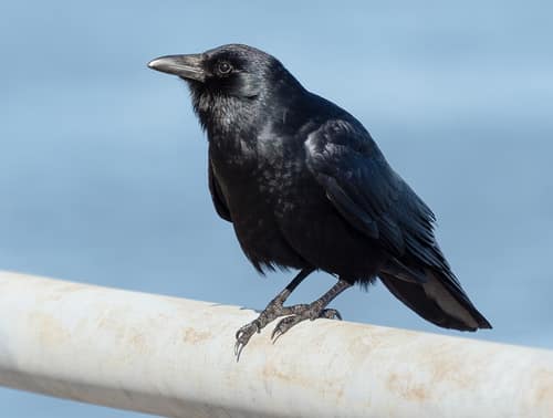 Fish Crow reference