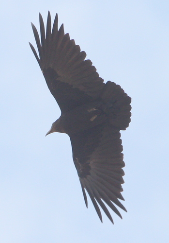 Fan-tailed Raven reference