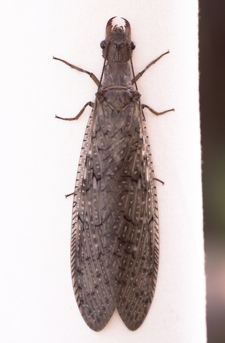 Western Dobsonfly reference
