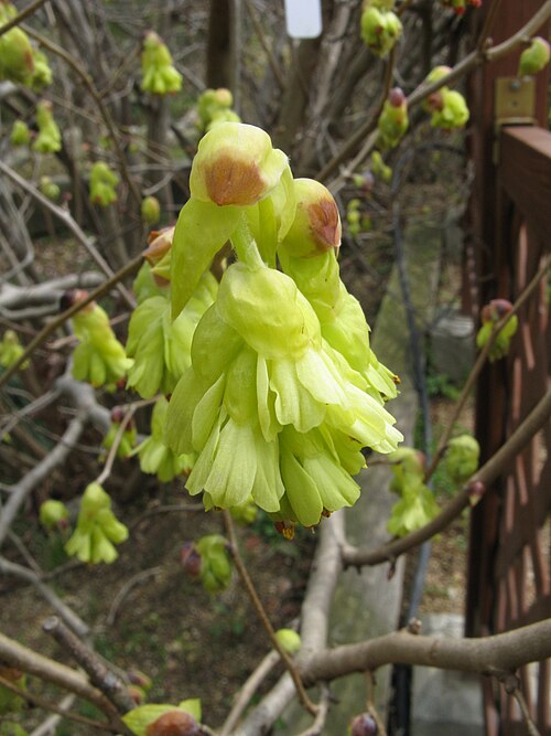 Spike Winter-Hazel reference