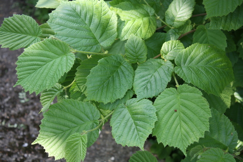 Common Hazel reference