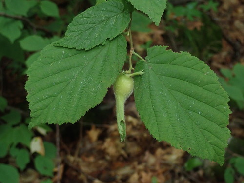 Beaked Hazel reference