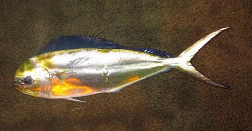 Pompano Dolphinfish reference