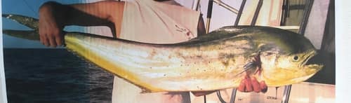 Mahi-mahi reference