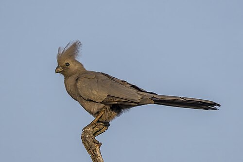 Grey Go-away-bird reference
