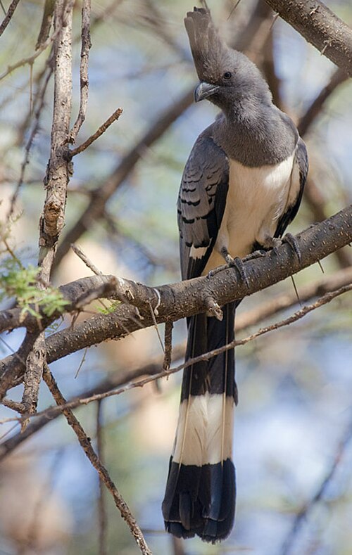 White-bellied Go-away-bird reference