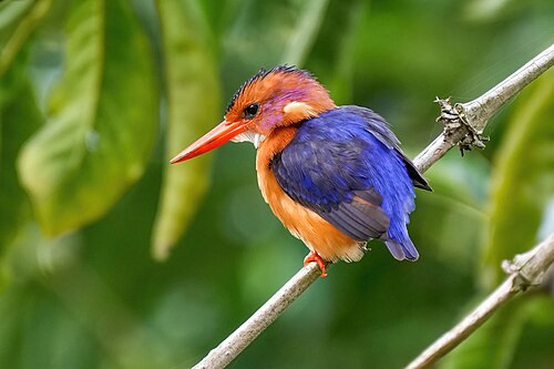 African Pygmy Kingfisher reference