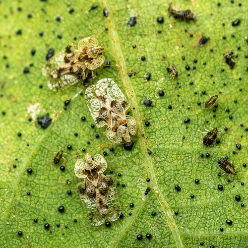 Oak Lace Bug reference