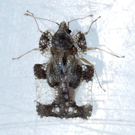 Hawthorn Lace Bug reference