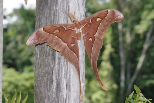 Hercules Moth reference