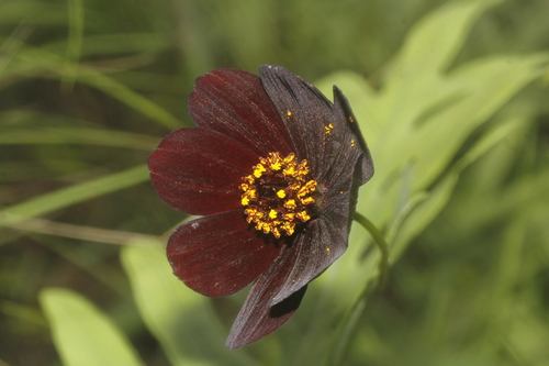 Chocolate Cosmos reference