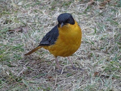 Chorister Robin-Chat reference