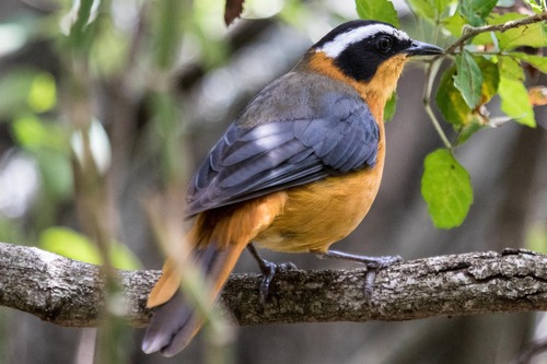 White-browed Robin-Chat reference