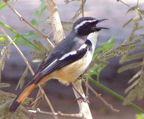 White-throated Robin-Chat reference