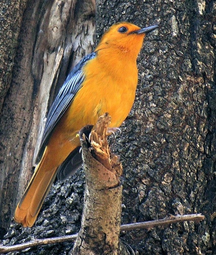 Red-capped Robin-Chat reference