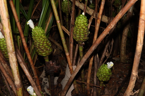 Bush Ginger reference
