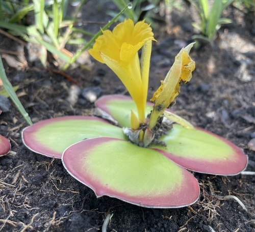 Yellow Trumpet Ginger reference