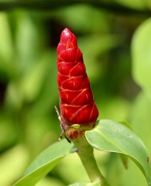 Indian Head Ginger reference