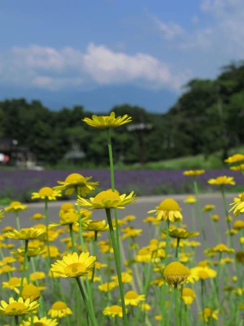 Yellow Chamomile reference