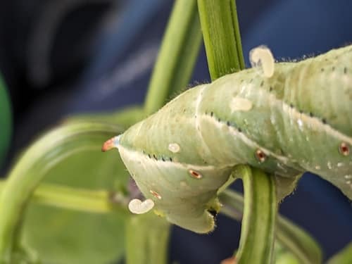 Tobacco Hornworm Parasitoid reference