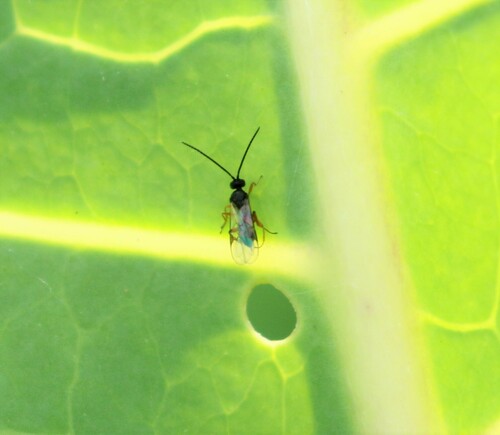 Cabbage Wasp reference
